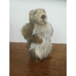 Peluche Marmotte 22 cm