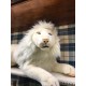 Peluche Lion Blanc Couché 65 cm