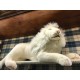 Peluche Lion Blanc Couché 65 cm