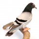 Peluche Pigeon 20 cm